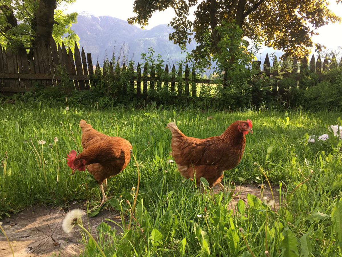 Rieplhof - frische Eier von unseren Hühnern